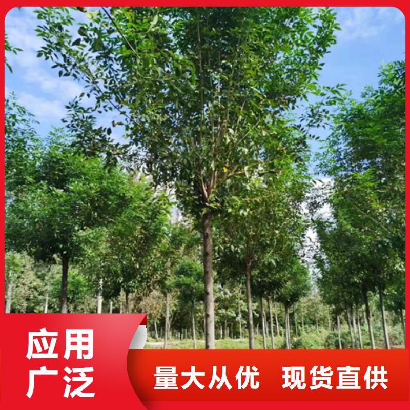 速生法桐租赁