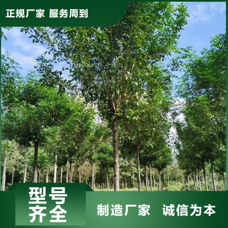 定制法桐_诚信企业