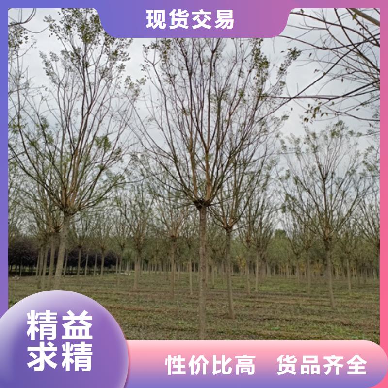 法桐-法桐质量有保障