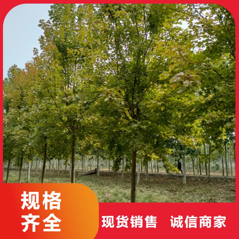 法桐实体诚信经营