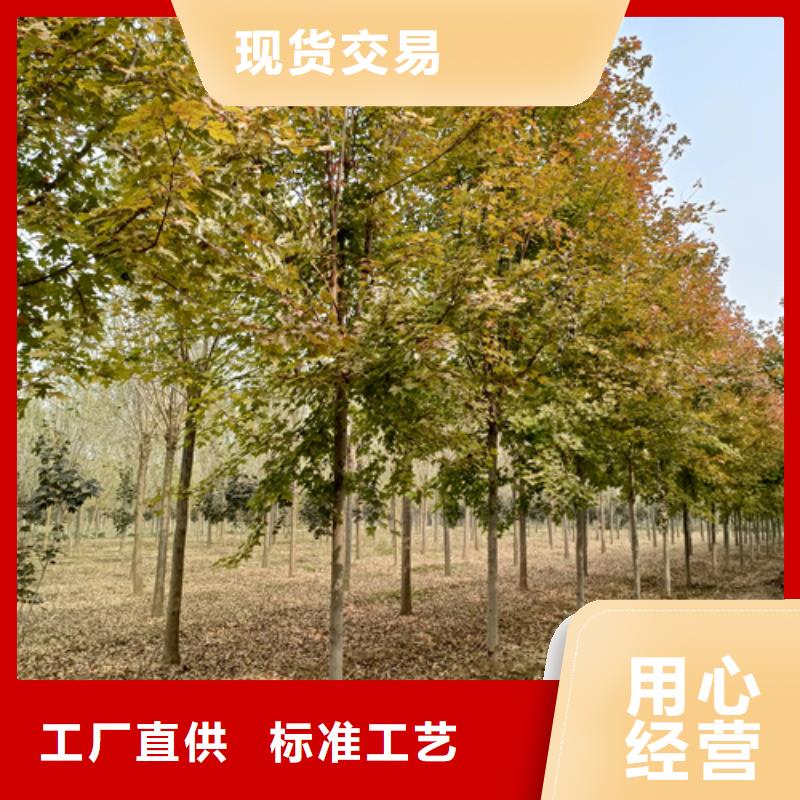 造型法桐加工厂
