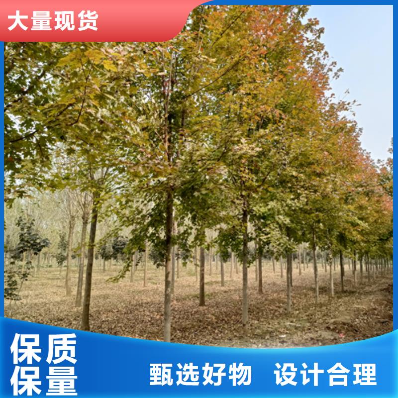 造型法桐-信守承诺