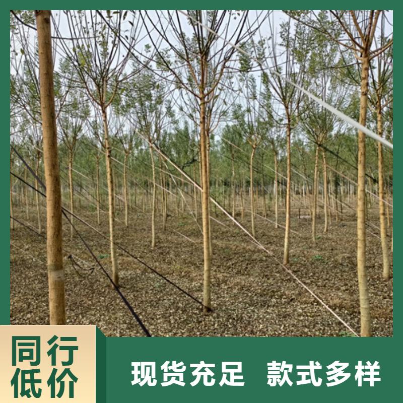 法桐_【五角枫】厂家
