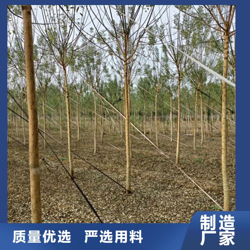 法桐国槐的简单介绍