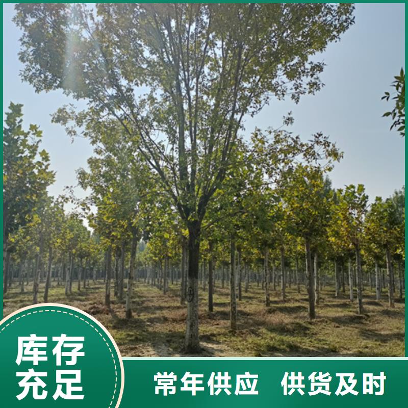 造型法桐欢迎来电绿化乔木