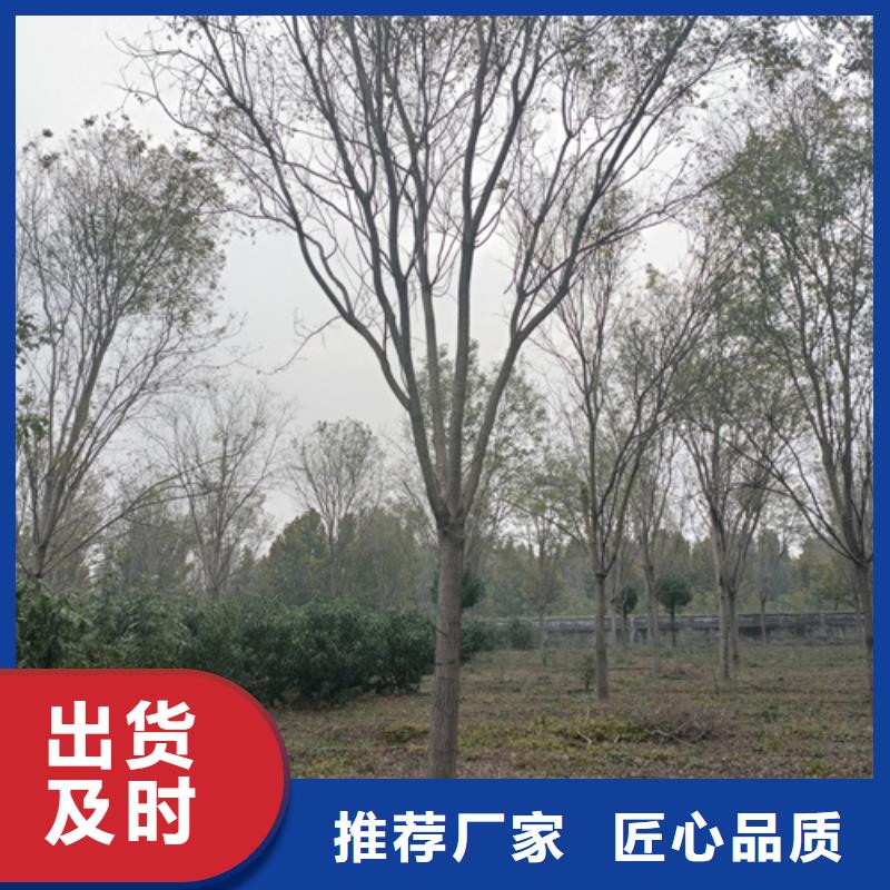 造型法桐生产厂家-型号齐全