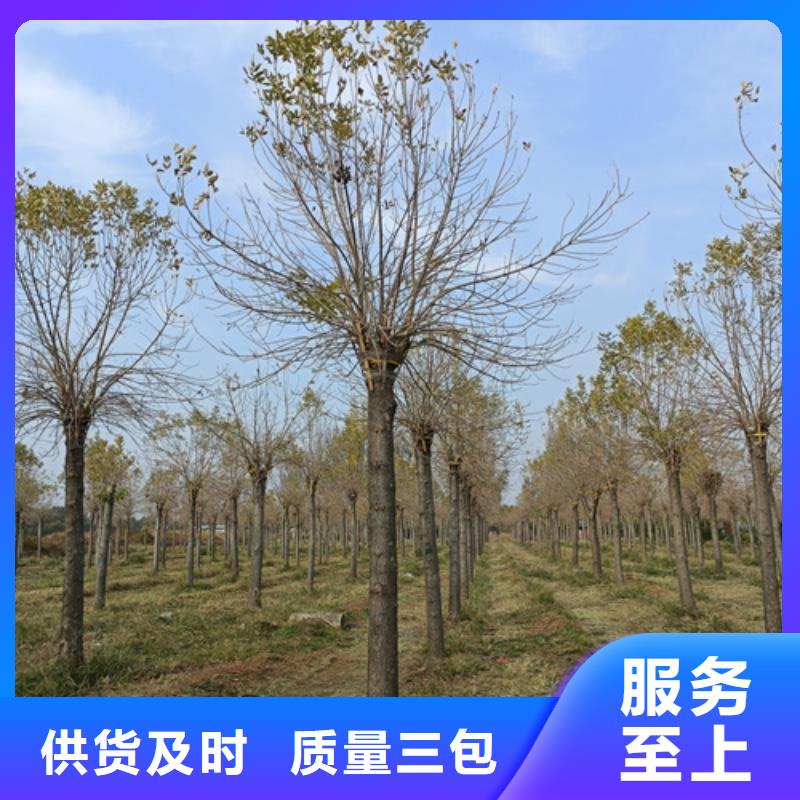 法桐,原生冠法桐品质不将就
