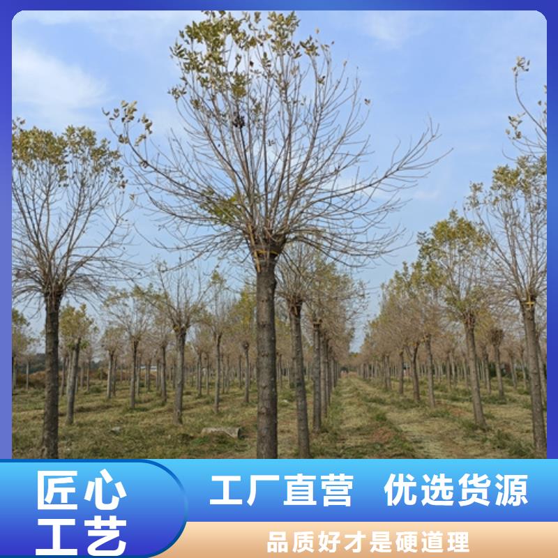造型法桐价格合理绿化苗木