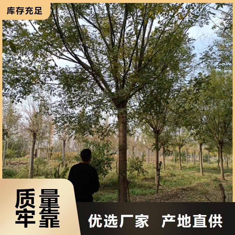 法桐行情厂家-合作共赢