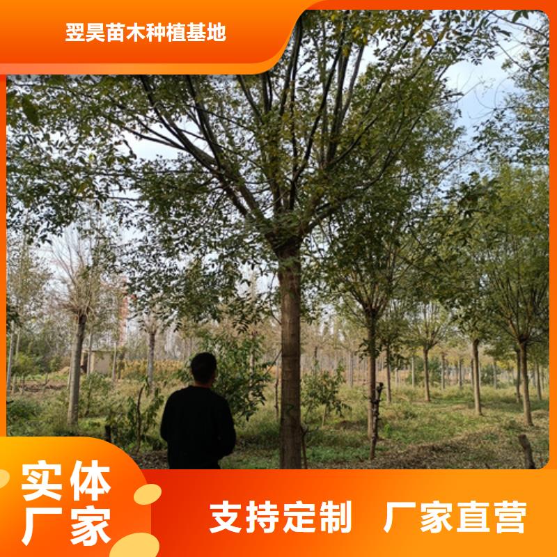 法桐小苗生产厂家-型号齐全