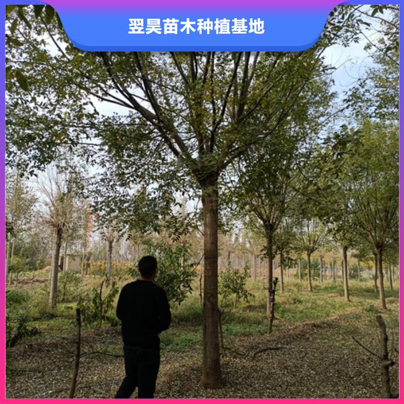 法桐小苗欢迎来电绿化苗木
