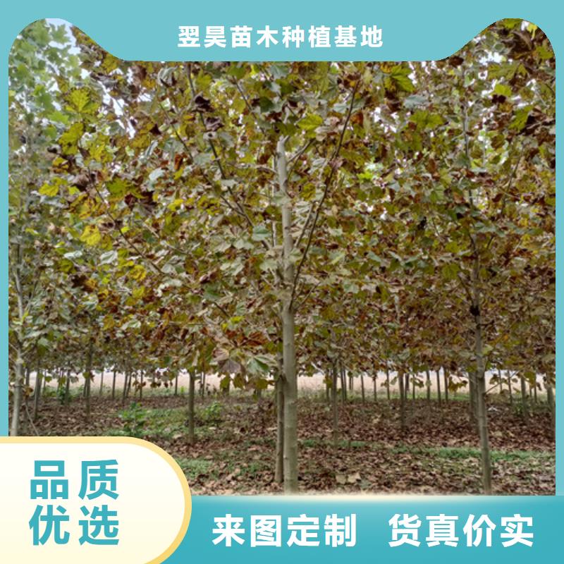 造型法桐价格合理绿化苗木