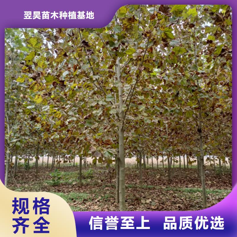 可定制的法桐行情本地厂家