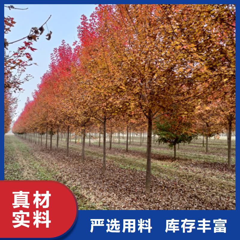 造型法桐种植基地绿化乔木