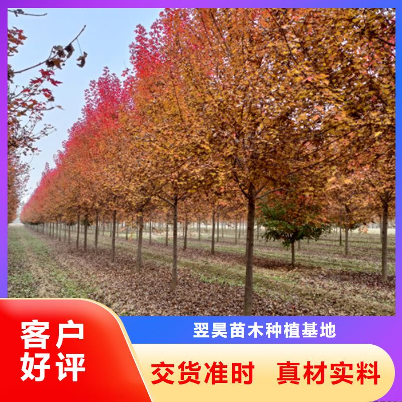 #速生法桐#-价格优惠