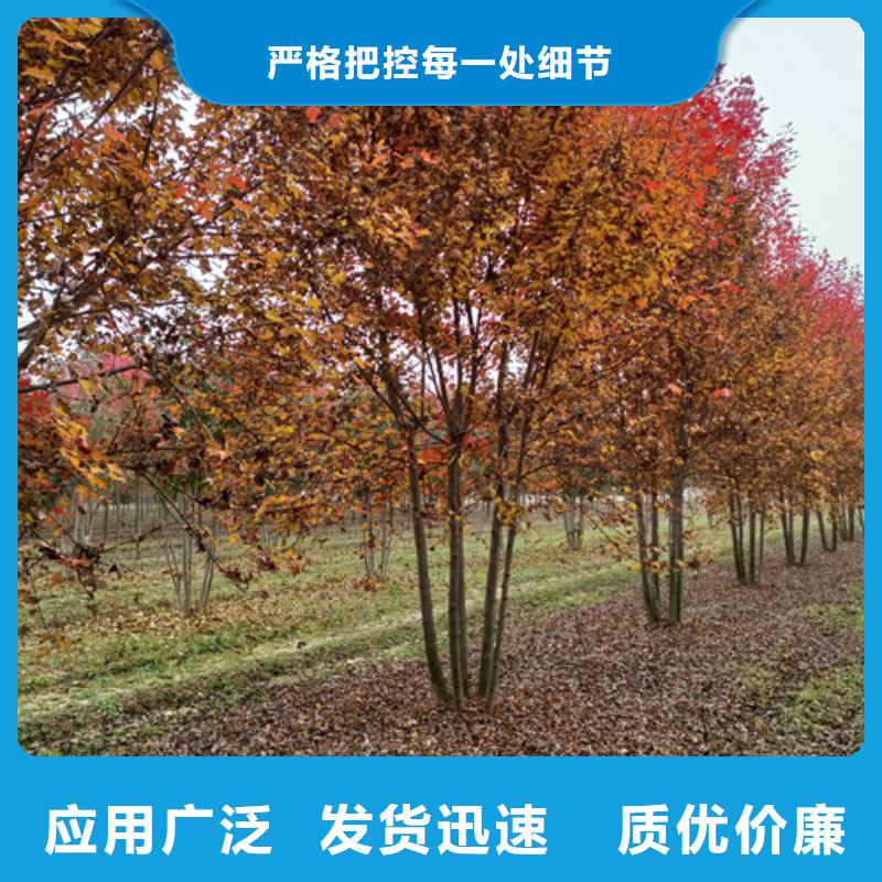 速生法桐现货供应绿化乔木
