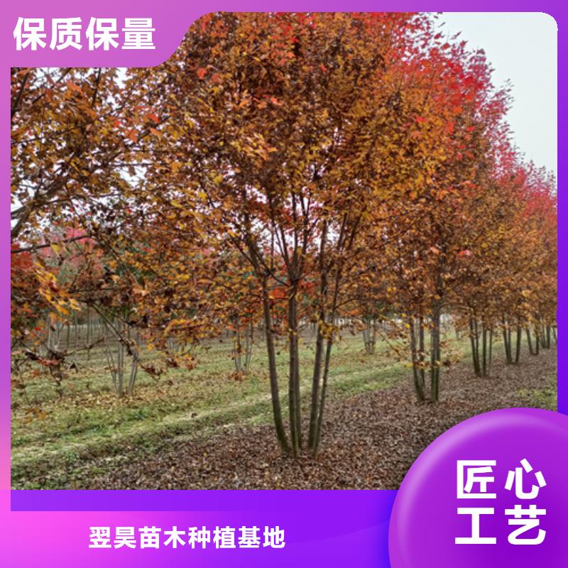 造型法桐本地厂家