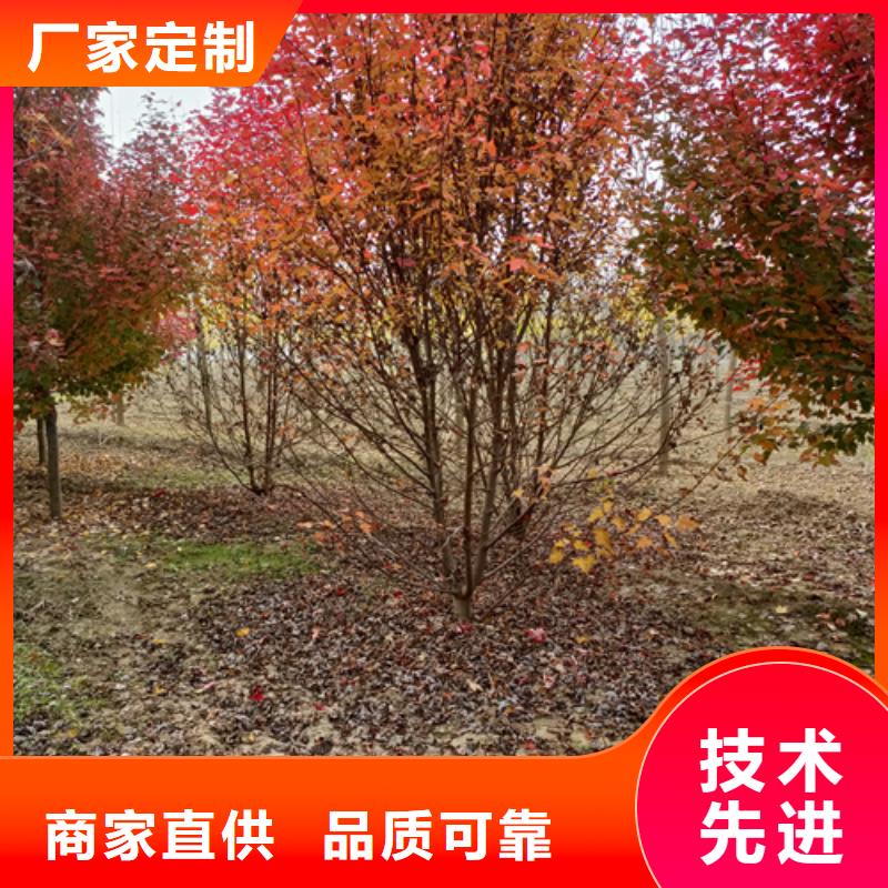 造型法桐厂家优选