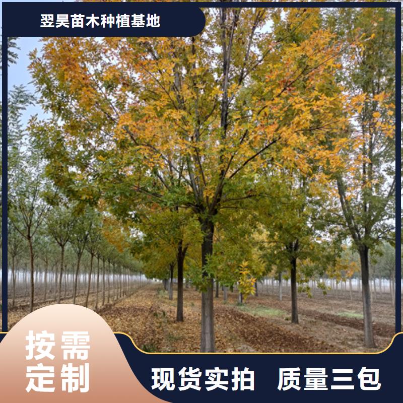 可定制的造型法桐现货厂家