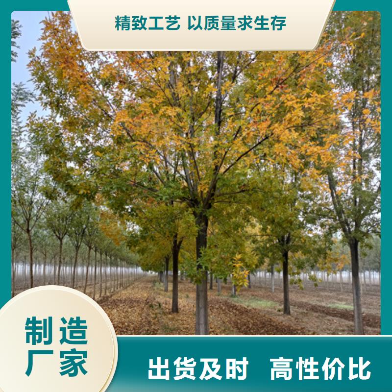 法桐价格价格合理苗木基地