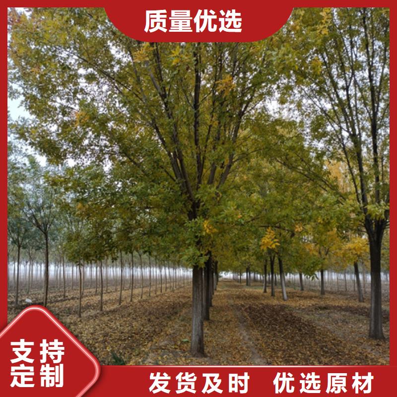 可定制的造型法桐现货厂家