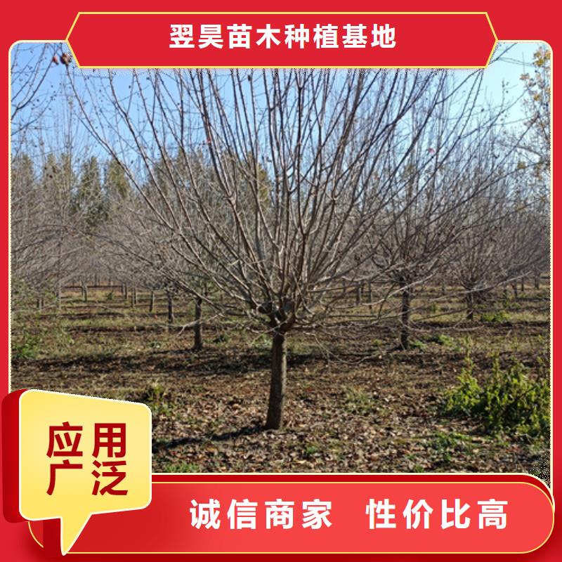 造型法桐优选厂家