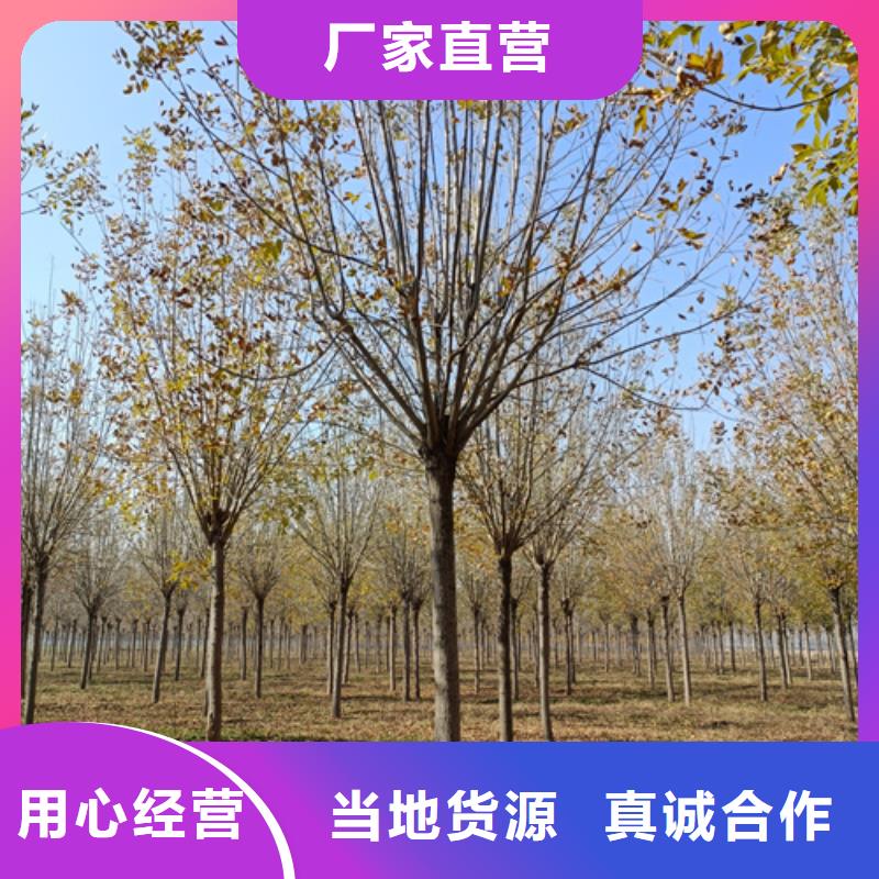 法桐生产经验丰富的厂家