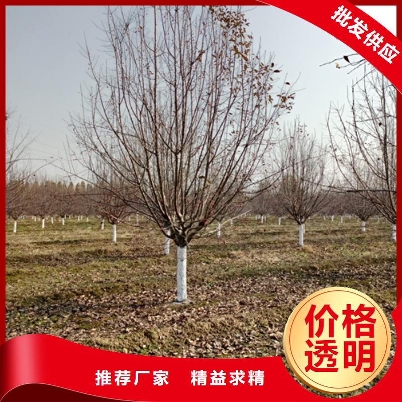 造型法桐售后完善