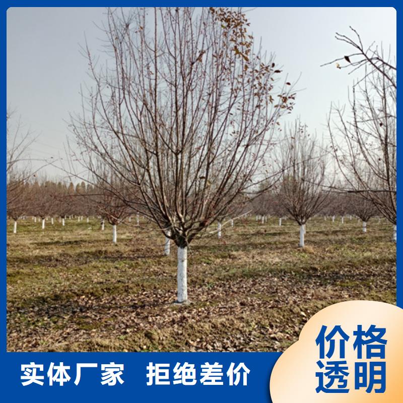 法桐-法桐来电咨询