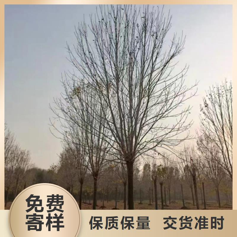 速生法桐热销货源