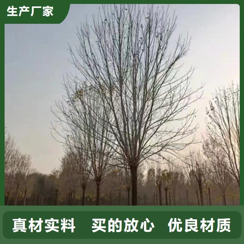 法桐小苗厂家低价走货
