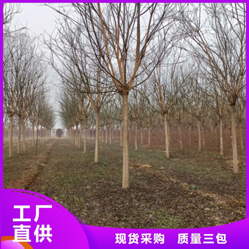 规格齐全的速生法桐厂家