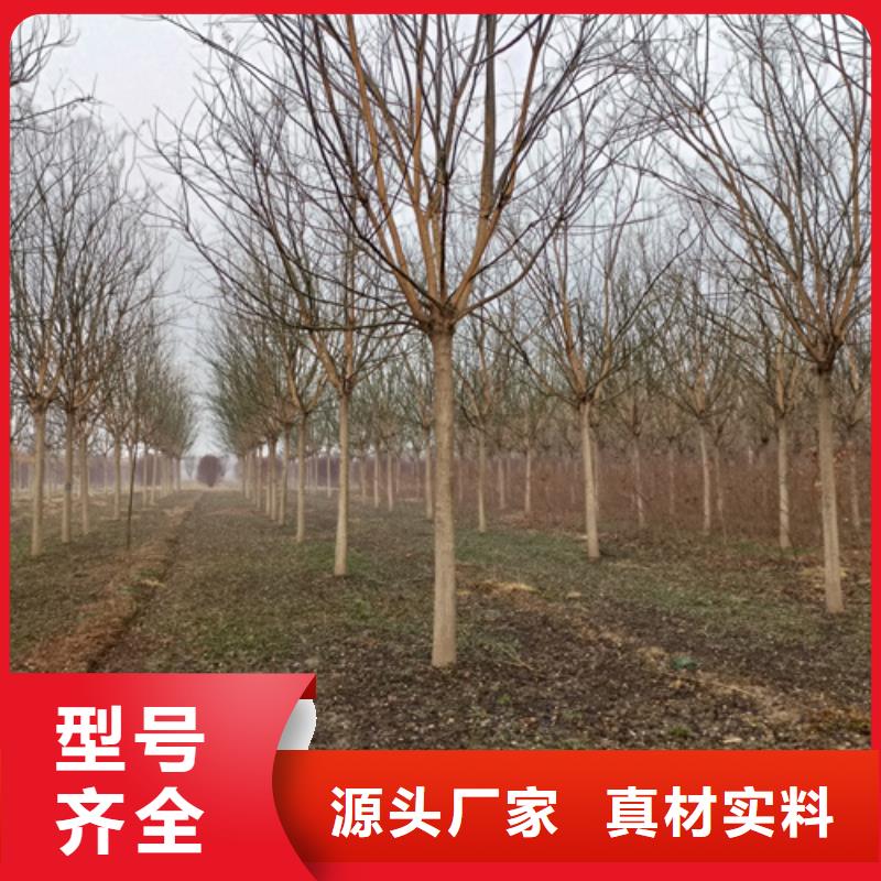 法桐-法桐来电咨询