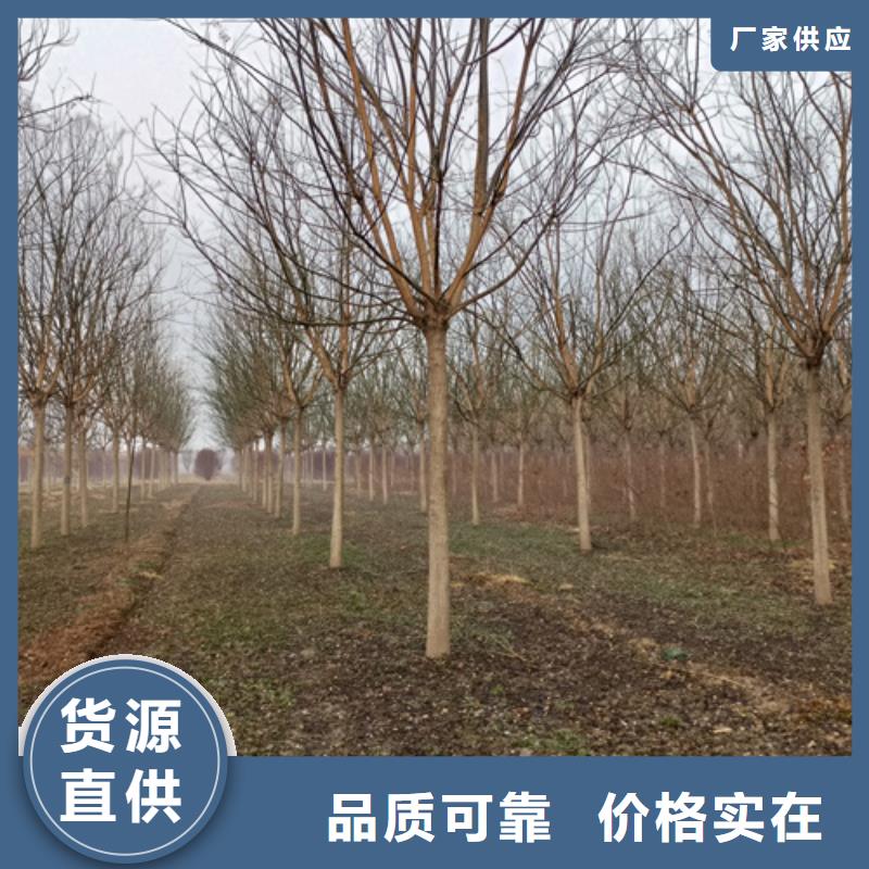 法桐价格价格合理苗木基地