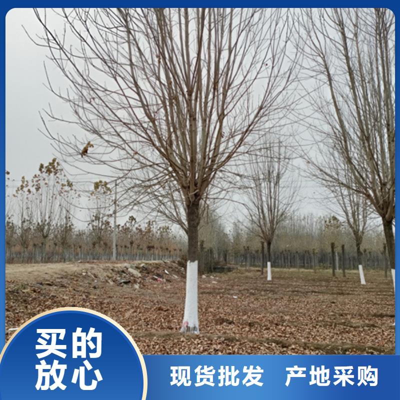 造型法桐厂家热销
