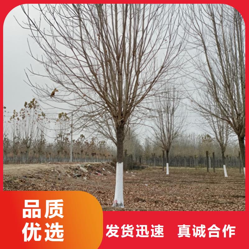 法桐_精益求精