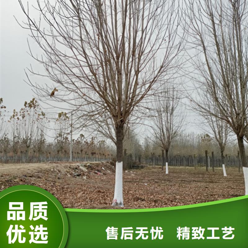 批发速生法桐_诚信厂家