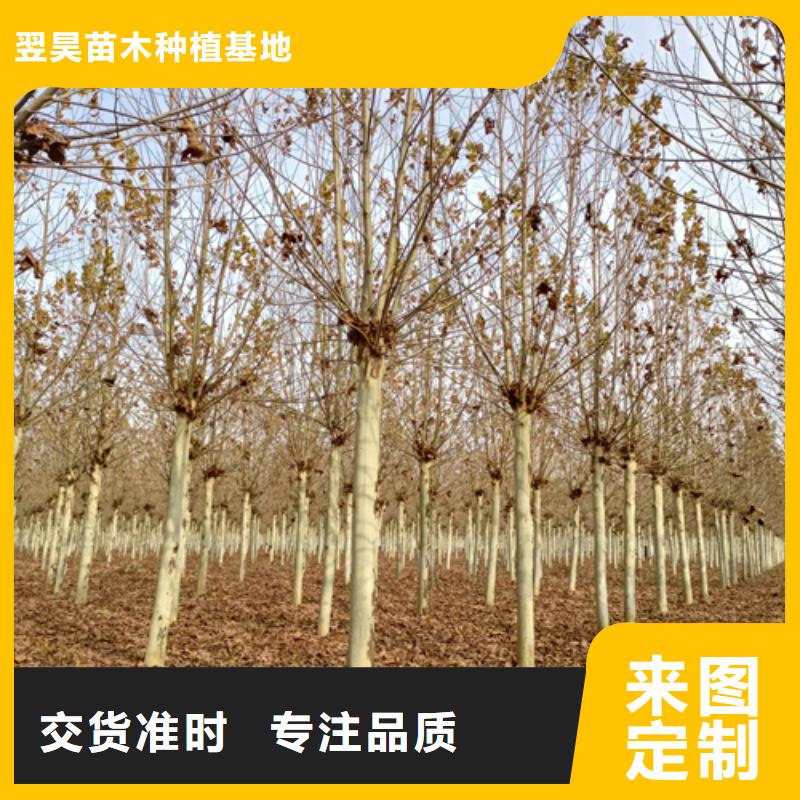 造型法桐厂家热销