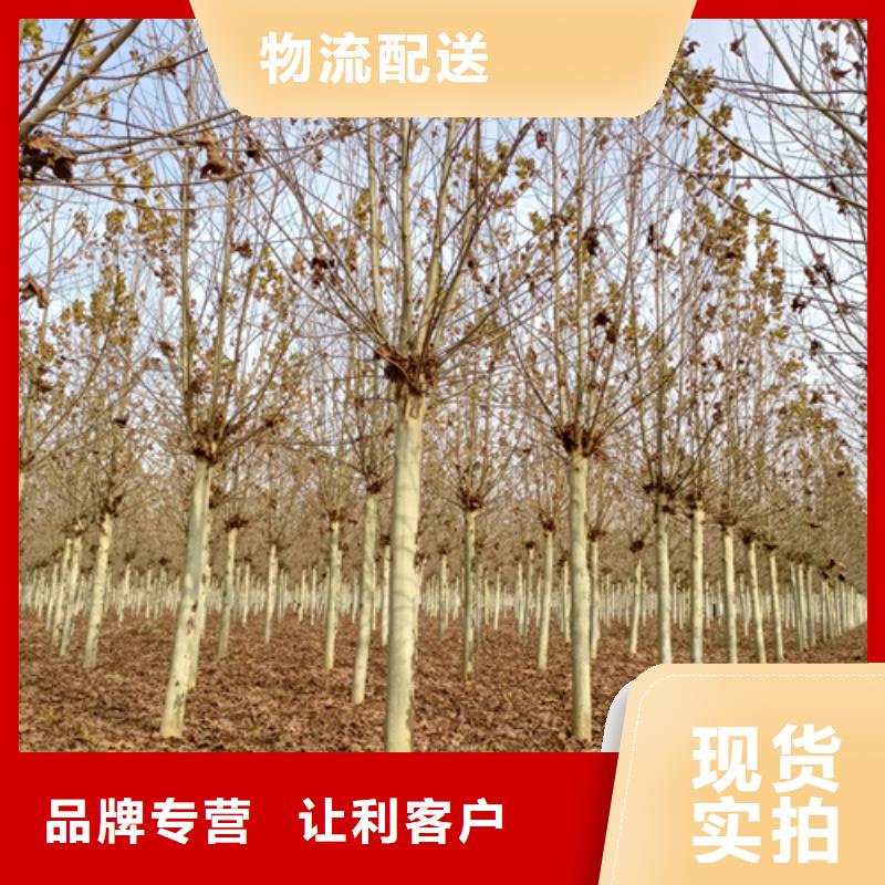 法桐小苗售后完善