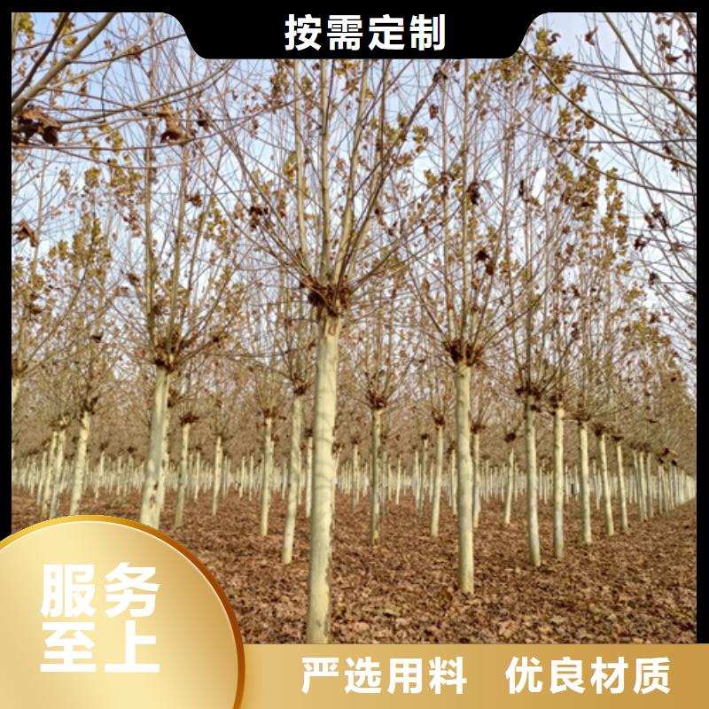 法桐价格诚信企业绿化苗木
