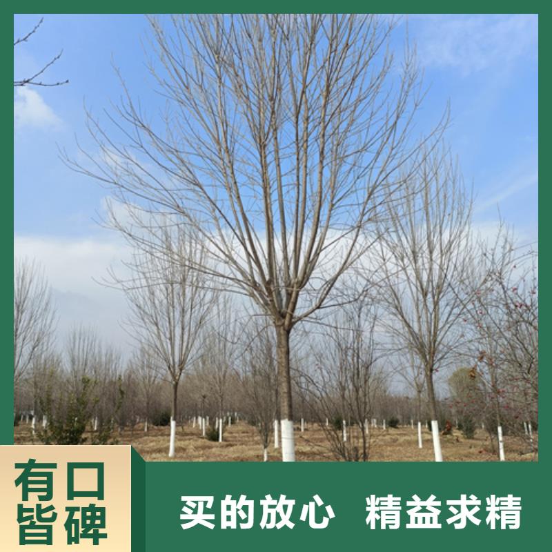 【法桐】-国槐产品优良