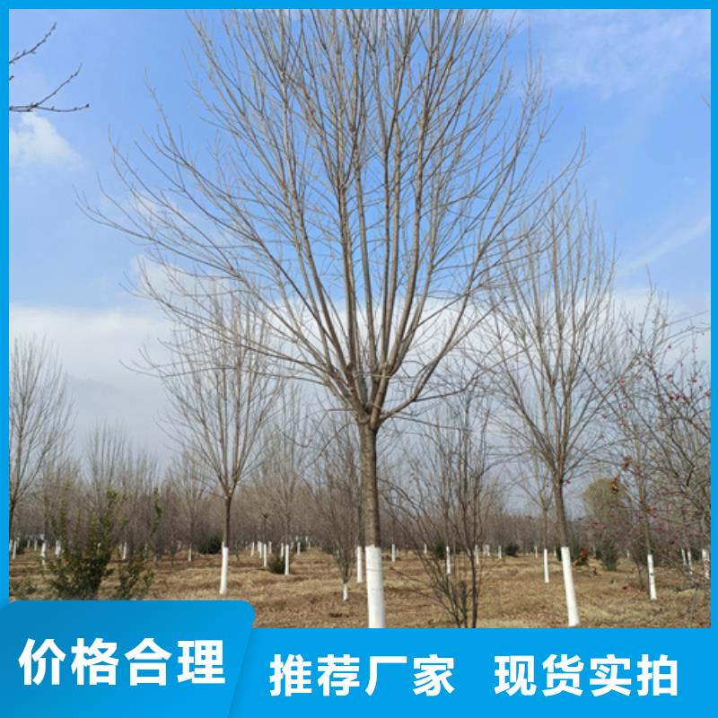 质量优的造型法桐现货厂家