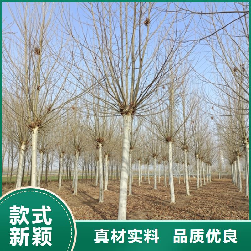 造型法桐厂家优选
