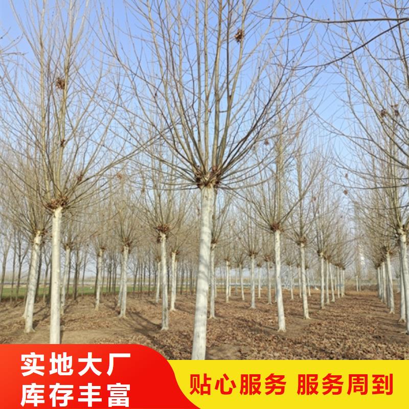 法桐行情-发货快
