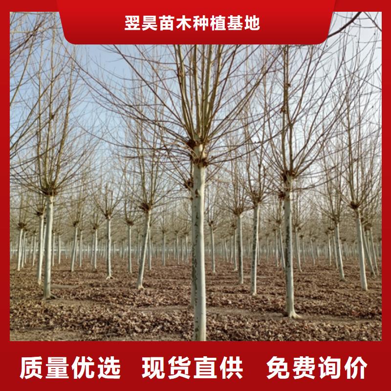 法桐小苗种植基地绿化苗木