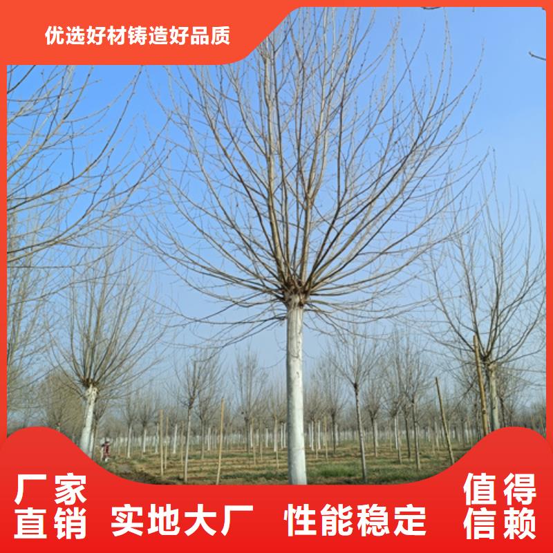 批发造型法桐