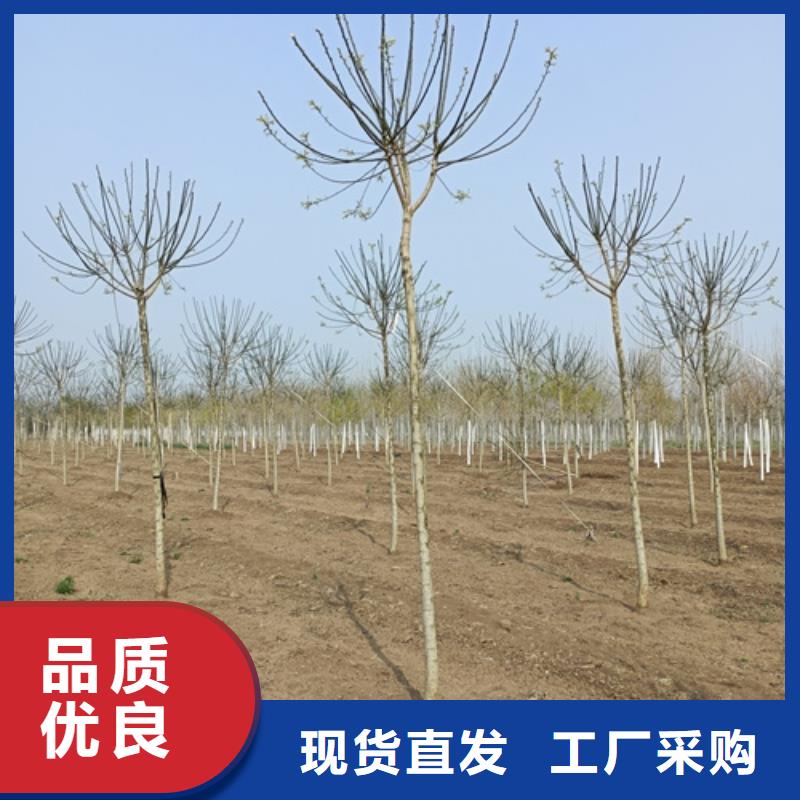 速生法桐欢迎来电绿化乔木