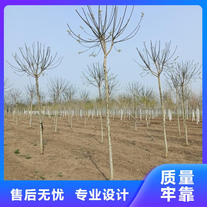 价格合理的法桐行情生产厂家
