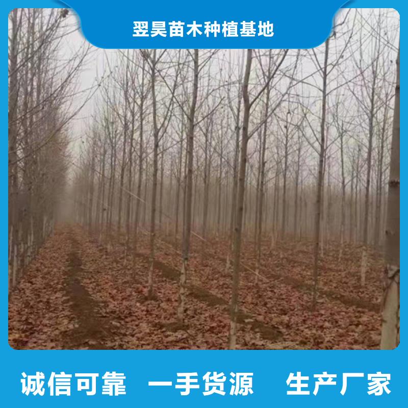 法桐小苗批发生产基地