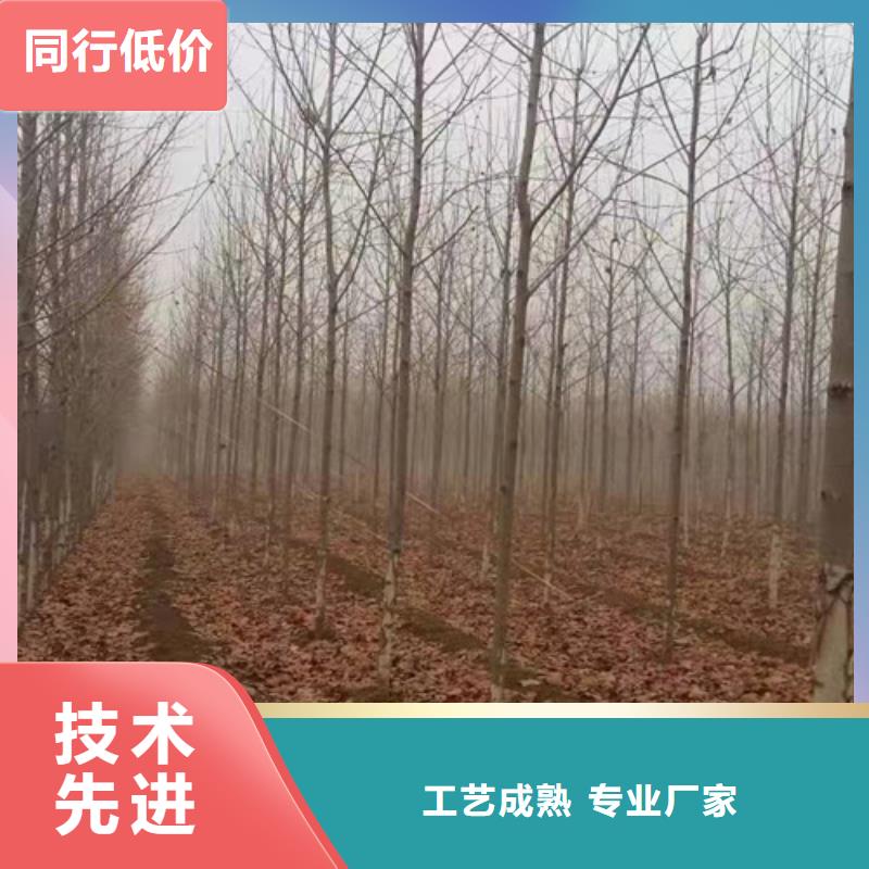 法桐,黄金槐放心选购
